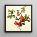 Pyrus japonica cotoglo giapponese - Mary Lawrance — quadro incorniciato alla parete