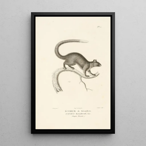 Centurie zoologique Pl01 - René Primevère Lesson — quadro incorniciato alla parete