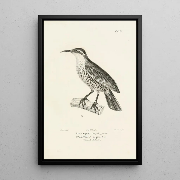 Centurie zoologique Pl03 - René Primevère Lesson — quadro incorniciato alla parete