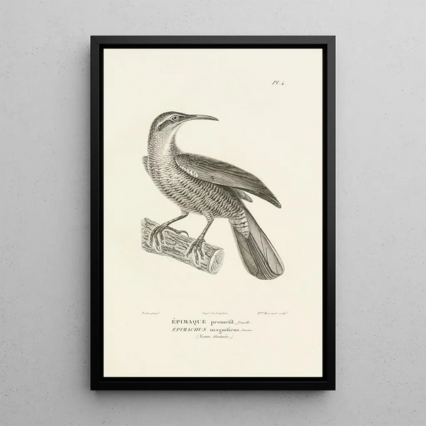 Centurie zoologique Pl04 - René Primevère Lesson — quadro incorniciato alla parete