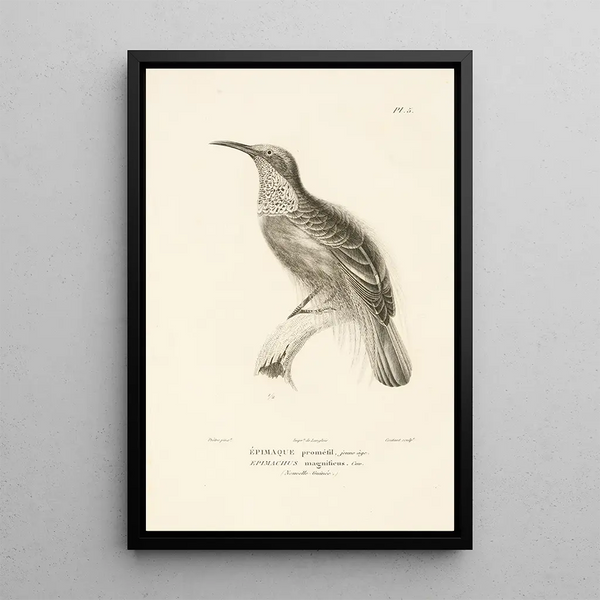 Centurie zoologique Pl05 - René Primevère Lesson — quadro incorniciato alla parete