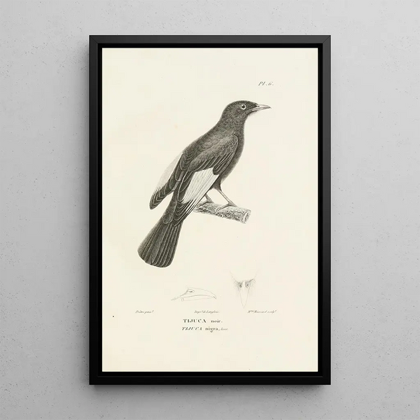Centurie zoologique Pl06 - René Primevère Lesson — quadro incorniciato alla parete
