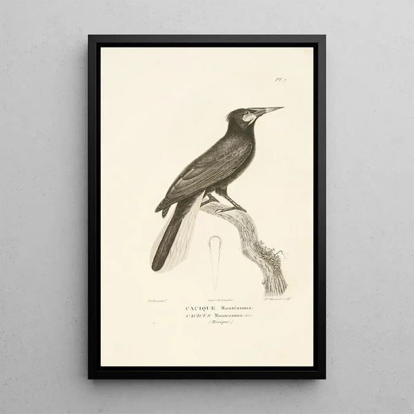 Centurie zoologique Pl07 - René Primevère Lesson — quadro incorniciato alla parete