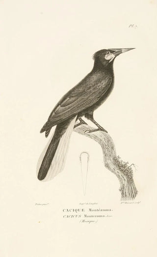 RenPrimevre Lesson - Centurie zoologique Pl07.webp