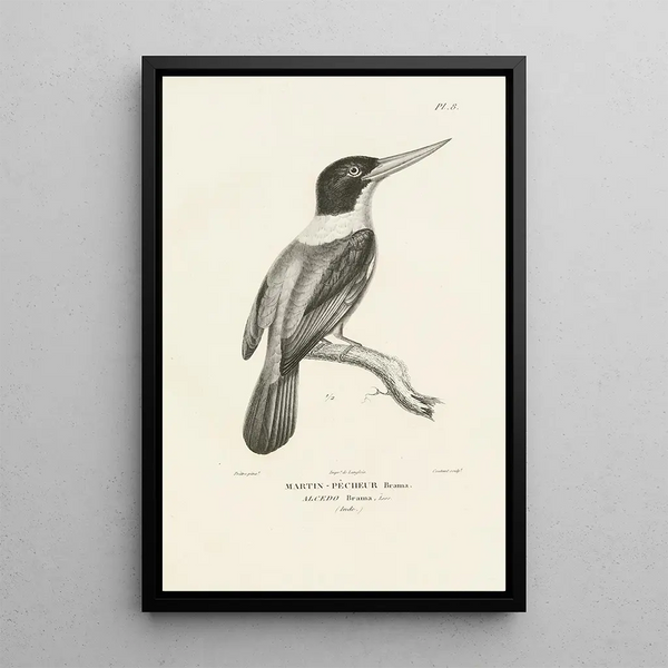 Centurie zoologique Pl08 - René Primevère Lesson — quadro incorniciato alla parete