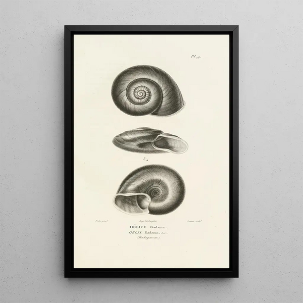 Centurie zoologique Pl09 - René Primevère Lesson — quadro incorniciato alla parete