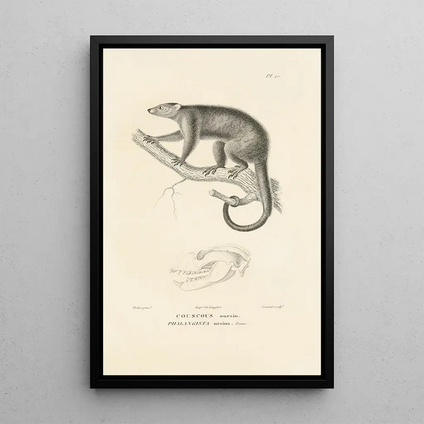 Centurie zoologique Pl10 - René Primevère Lesson — quadro incorniciato alla parete