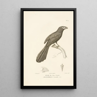 RenPrimevre Lesson - Centurie zoologique Pl11.webp