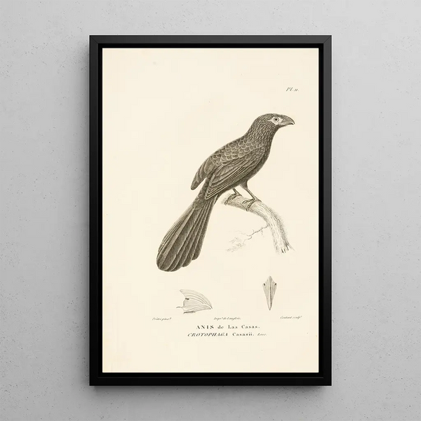Centurie zoologique Pl11 - René Primevère Lesson — quadro incorniciato alla parete
