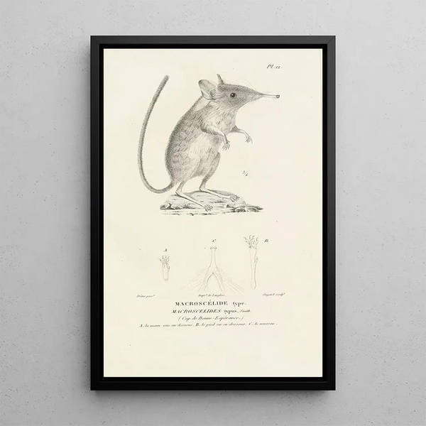 Centurie zoologique Pl12 - René Primevère Lesson — quadro incorniciato alla parete