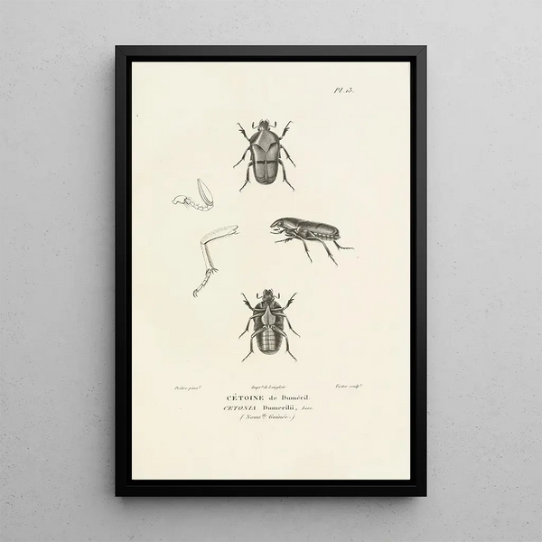 Centurie zoologique Pl13 - René Primevère Lesson — quadro incorniciato alla parete