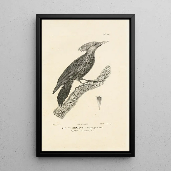 Centurie zoologique Pl14 - René Primevère Lesson — quadro incorniciato alla parete