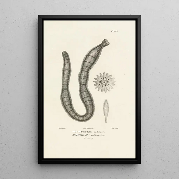 Centurie zoologique Pl15 - René Primevère Lesson — quadro incorniciato alla parete