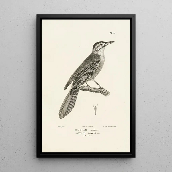 Centurie zoologique Pl16 - René Primevère Lesson — quadro incorniciato alla parete