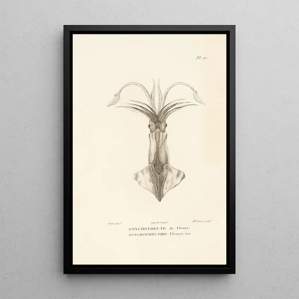 Centurie zoologique Pl17 - René Primevère Lesson — quadro incorniciato alla parete