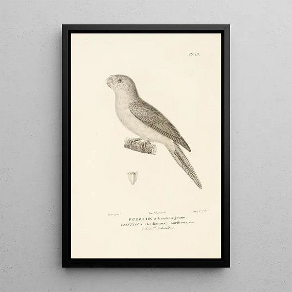 Centurie zoologique Pl18 - René Primevère Lesson — quadro incorniciato alla parete