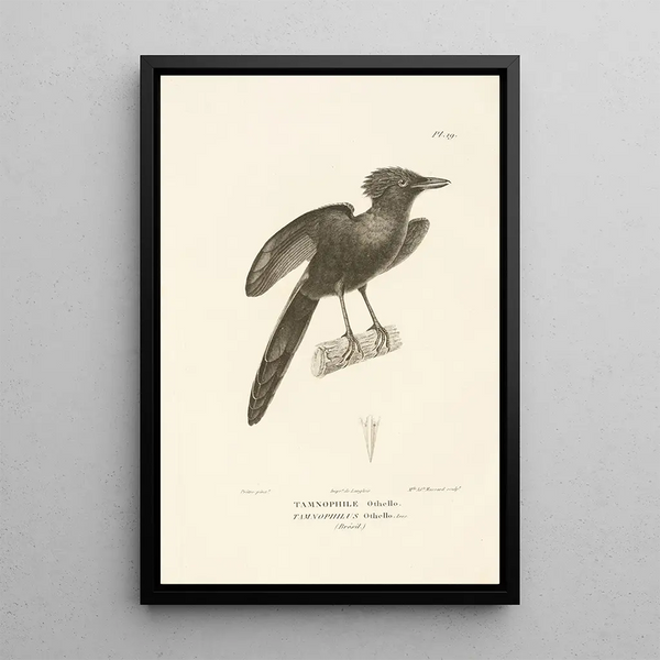 Centurie zoologique Pl19 - René Primevère Lesson — quadro incorniciato alla parete