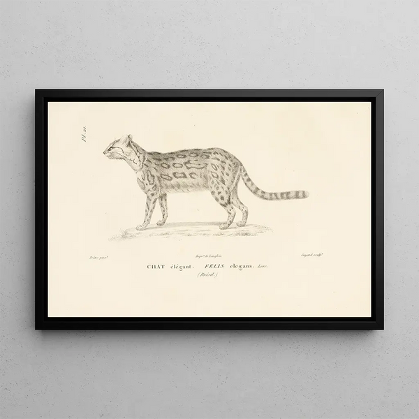 Centurie zoologique Pl21 - René Primevère Lesson — quadro incorniciato alla parete