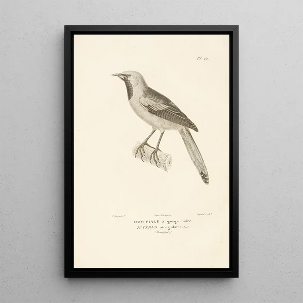 Centurie zoologique Pl22 - René Primevère Lesson — quadro incorniciato alla parete