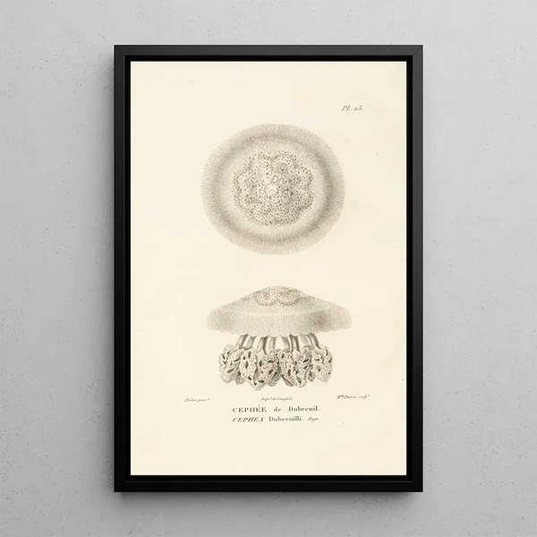 Centurie zoologique Pl23 - René Primevère Lesson — quadro incorniciato alla parete