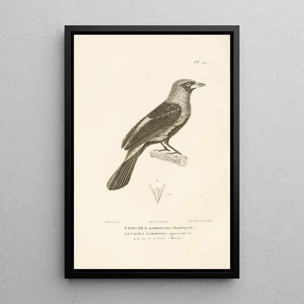 Centurie zoologique Pl24 - René Primevère Lesson — quadro incorniciato alla parete