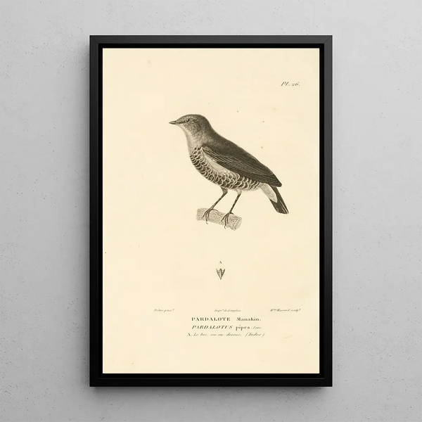 Centurie zoologique Pl26 - René Primevère Lesson — quadro incorniciato alla parete