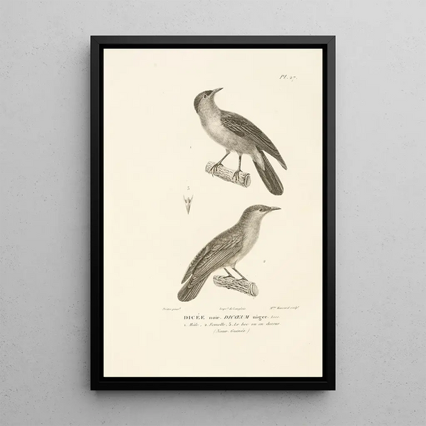 Centurie zoologique Pl27 - René Primevère Lesson — quadro incorniciato alla parete