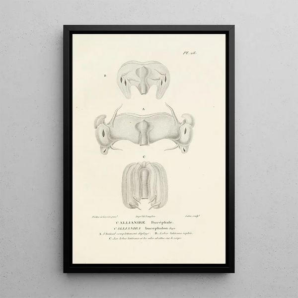 Centurie zoologique Pl28 - René Primevère Lesson — quadro incorniciato alla parete