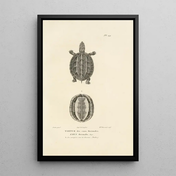 Centurie zoologique Pl29 - René Primevère Lesson — quadro incorniciato alla parete