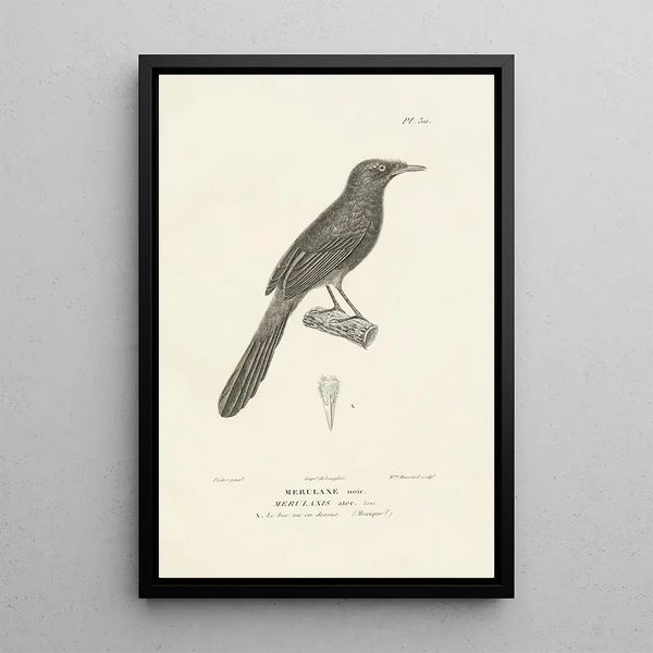 Centurie zoologique Pl30 - René Primevère Lesson — quadro incorniciato alla parete