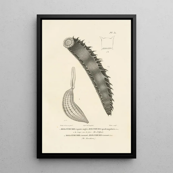 Centurie zoologique Pl31 - René Primevère Lesson — quadro incorniciato alla parete