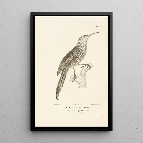 Centurie zoologique Pl32 - René Primevère Lesson — quadro incorniciato alla parete