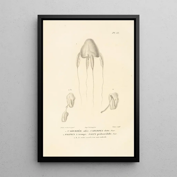 Centurie zoologique Pl33 - René Primevère Lesson — quadro incorniciato alla parete