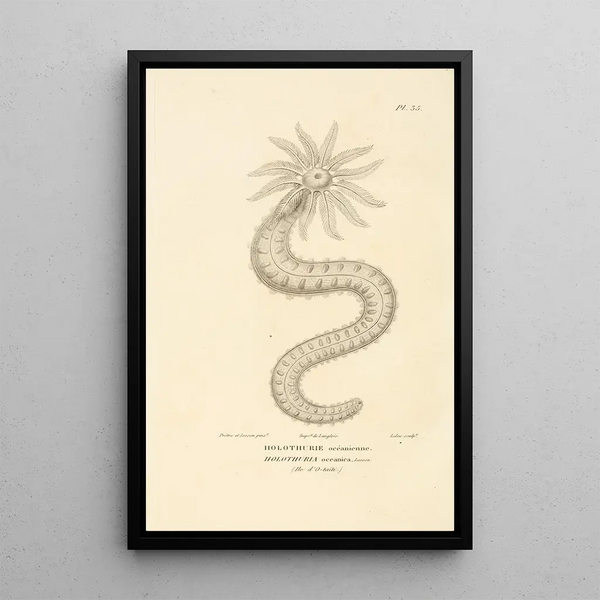 Centurie zoologique Pl35 - René Primevère Lesson — quadro incorniciato alla parete
