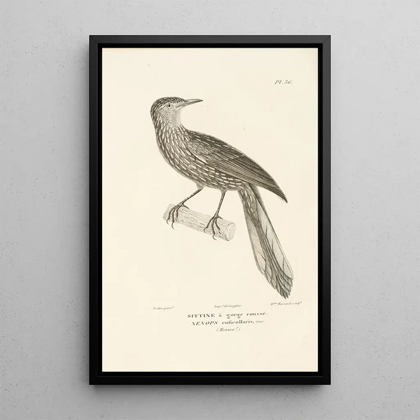 Centurie zoologique Pl36 - René Primevère Lesson — quadro incorniciato alla parete