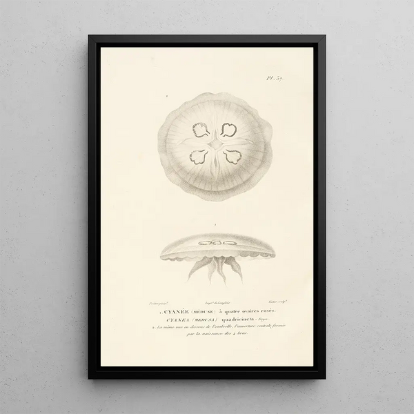 Centurie zoologique Pl37 - René Primevère Lesson — quadro incorniciato alla parete