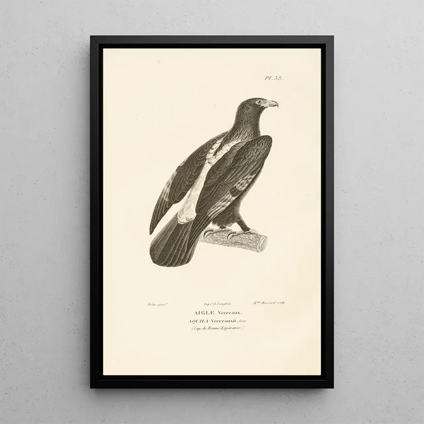 Centurie zoologique Pl38 - René Primevère Lesson — quadro incorniciato alla parete