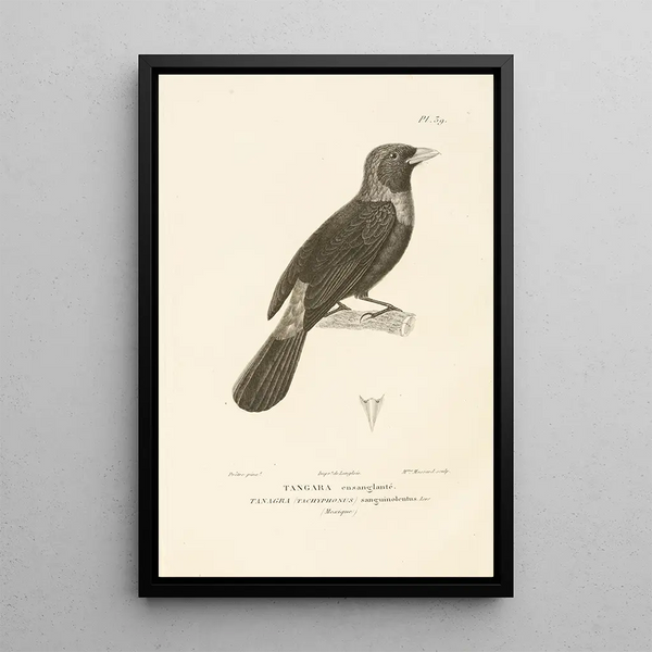 Centurie zoologique Pl39 - René Primevère Lesson — quadro incorniciato alla parete