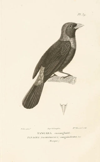 RenPrimevre Lesson - Centurie zoologique Pl39.webp