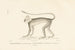 Centurie Zoologique Pl40 - René Primevère Lesson — vista dell’opera