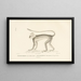 Centurie Zoologique Pl40 - René Primevère Lesson — quadro incorniciato alla parete