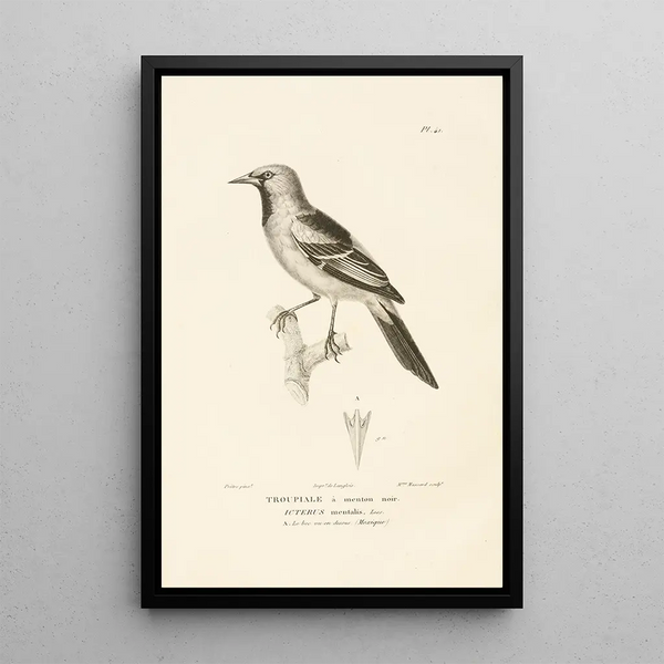 Centurie zoologique Pl41 - René Primevère Lesson — quadro incorniciato alla parete