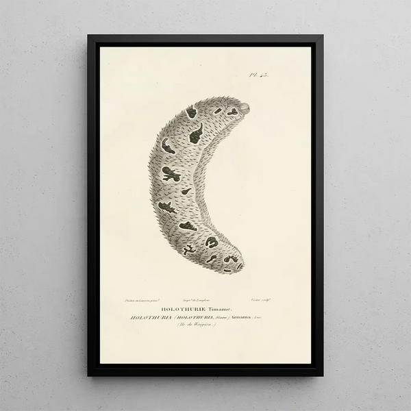 Centurie zoologique Pl43 - René Primevère Lesson — quadro incorniciato alla parete