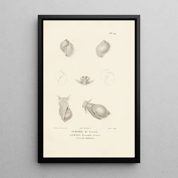 Centurie zoologique Pl44 - René Primevère Lesson — quadro incorniciato alla parete