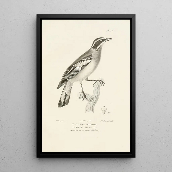 Centurie zoologique Pl45 - René Primevère Lesson — quadro incorniciato alla parete
