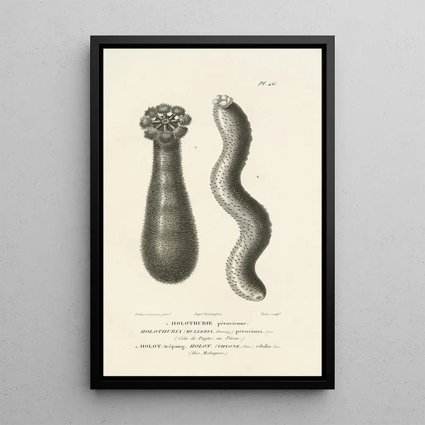 Centurie zoologique Pl46 - René Primevère Lesson — quadro incorniciato alla parete