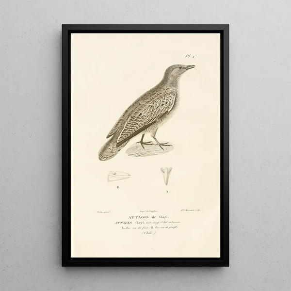Centurie zoologique Pl47 - René Primevère Lesson — quadro incorniciato alla parete