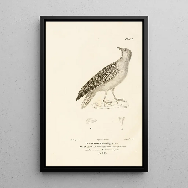 Centurie zoologique Pl48 - René Primevère Lesson — quadro incorniciato alla parete