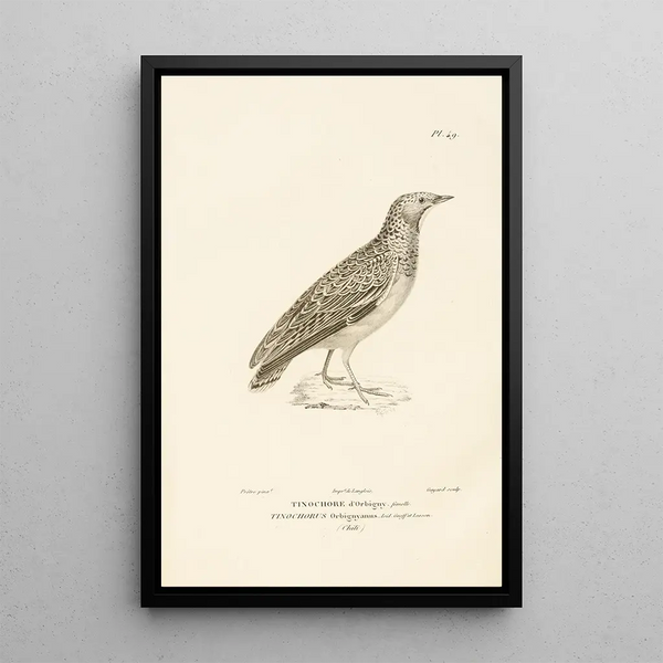Centurie zoologique Pl49 - René Primevère Lesson — quadro incorniciato alla parete