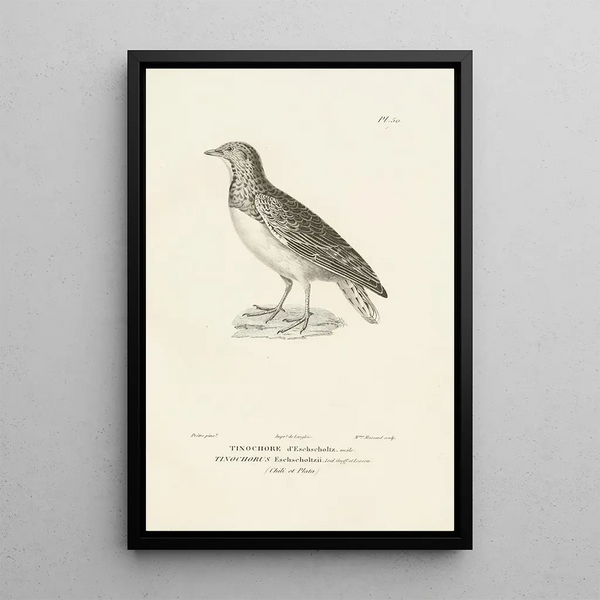 Centurie zoologique Pl50 - René Primevère Lesson — quadro incorniciato alla parete